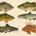 Soltura proibida: soltar tilápias, carpas, black bass, tucunarés, catfish, bagre africano e peixe-leão é crime ambiental no Brasil.