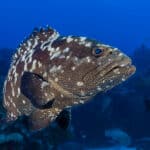 10 curiosidades sobre peixes de água salgada e doce do Brasil. Diferenças, hábitos e biodiversidade que revelam um mundo aquático fascinante.