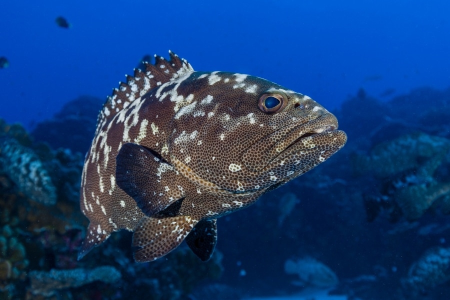 10 curiosidades sobre peixes de água salgada e doce do Brasil. Diferenças, hábitos e biodiversidade que revelam um mundo aquático fascinante.