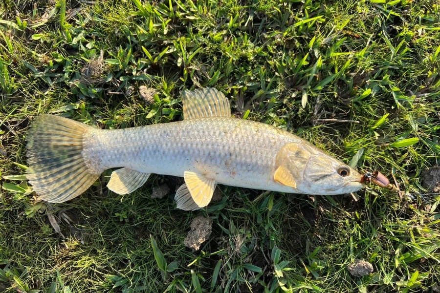 Descubra se molinete ou carretilha ultralight é melhor. Conheça molinetes 500/800 e carretilhas BFS como Kestrel Elite e Maruri Lince Carbon.