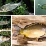 Guia das carpas mais comuns no Brasil: descubra qual é melhor para pescar, criar e comer, segundo Ernesto Jochims, do Pesqueiro Tubarão.