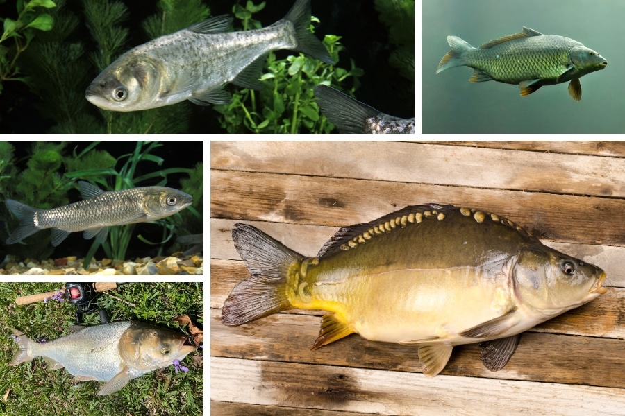 Guia das carpas mais comuns no Brasil: descubra qual é melhor para pescar, criar e comer, segundo Ernesto Jochims, do Pesqueiro Tubarão.