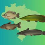 Diferenças entre espécies de peixes inseridas, invasoras e repovoadas no Brasil e saiba como cada categoria impacta o equilíbrio ecológico.