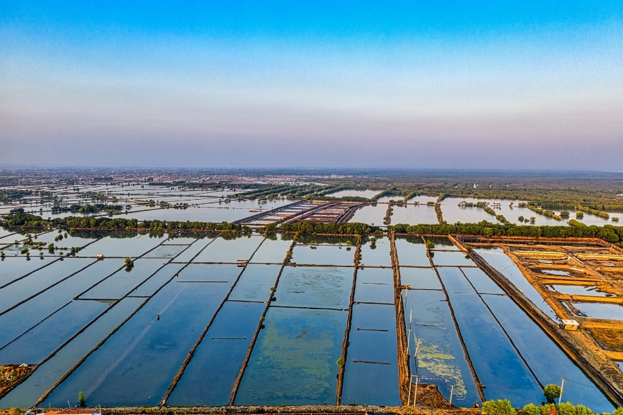 Cultivo de tilápia segue permitido no Brasil; IBAMA e MMA desmentem boatos e reforçam respaldo técnico, legal e sustentável à atividade aquícola.