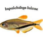 Novo lambari Inpaichthys luizae encanta pela cor laranja e preta e reforça valor das cabeceiras amazônicas na conservação da biodiversidade.