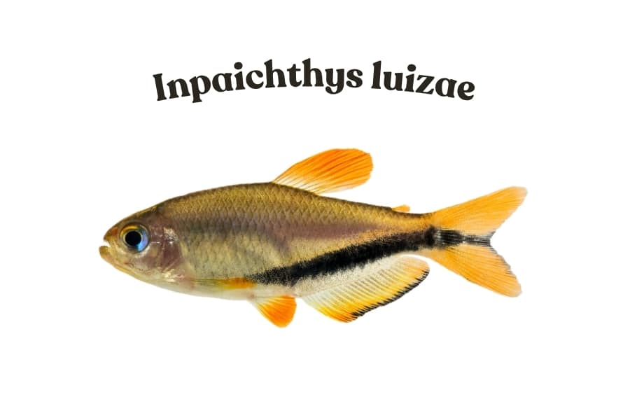 Novo lambari Inpaichthys luizae encanta pela cor laranja e preta e reforça valor das cabeceiras amazônicas na conservação da biodiversidade.