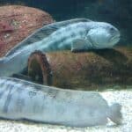 Pesquisa global revela os cinco peixes mais feios do mundo, explicando biologia, adaptações, habitat e muito mais.