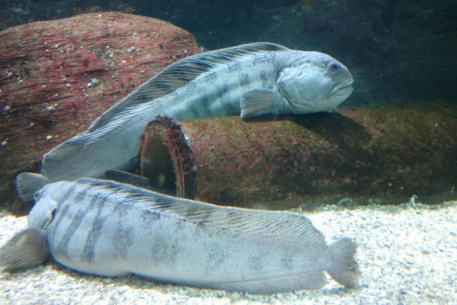 Pesquisa global revela os cinco peixes mais feios do mundo, explicando biologia, adaptações, habitat e muito mais.