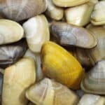 Sarnambi: características, habitat e técnicas para usar o molusco como isca eficiente na pesca de pampo, betara, carapeba e outras espécies costeiras.