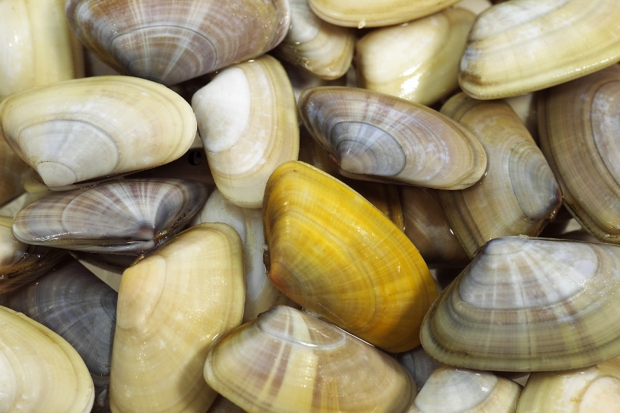 Sarnambi: características, habitat e técnicas para usar o molusco como isca eficiente na pesca de pampo, betara, carapeba e outras espécies costeiras.